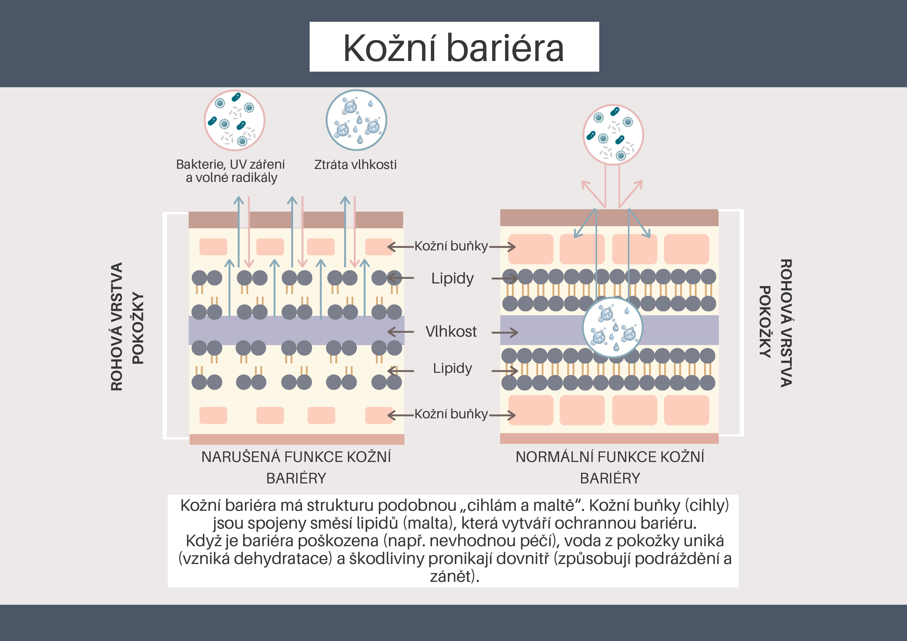 schéma kožní bariéry