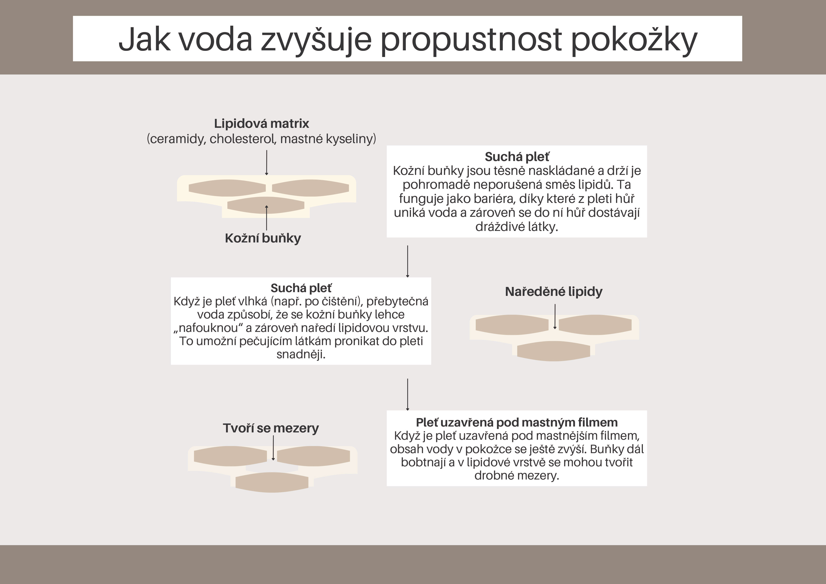 Jak voda zvyšuje prostupnost pokožky