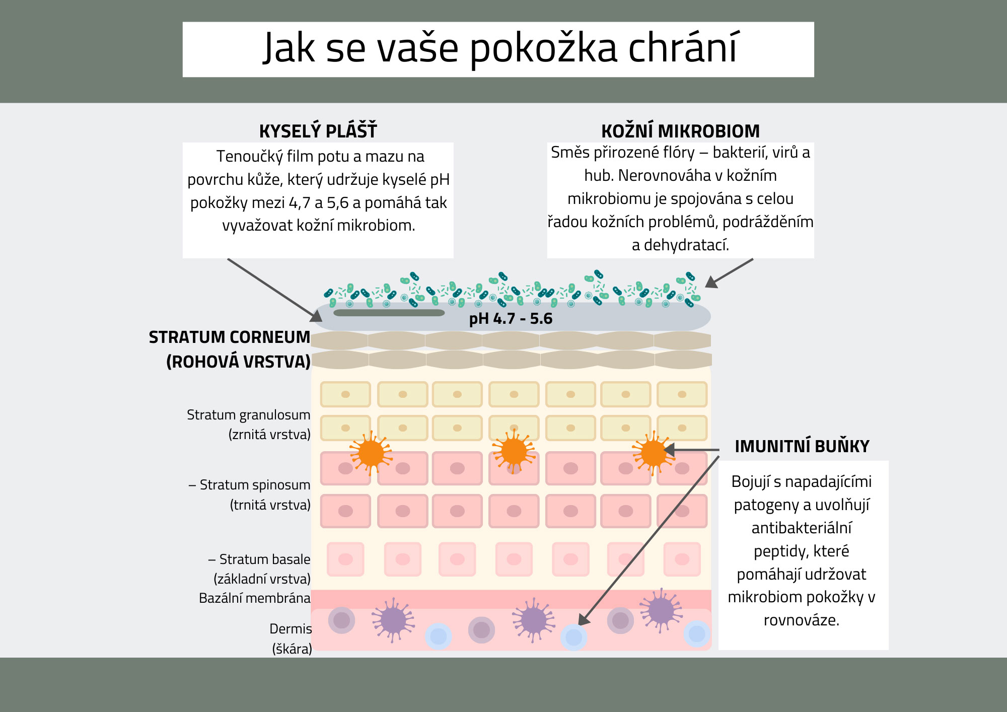 Kysely plast a mikrobiom pri cisteni pleti